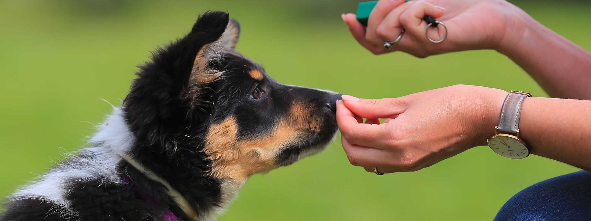 Trainer working with dog