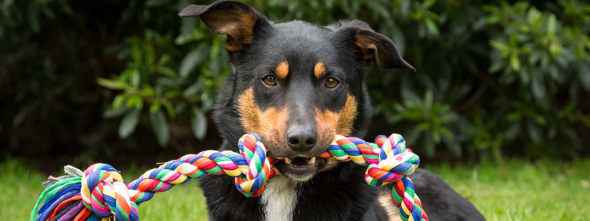 Dog with chew toy in mouth