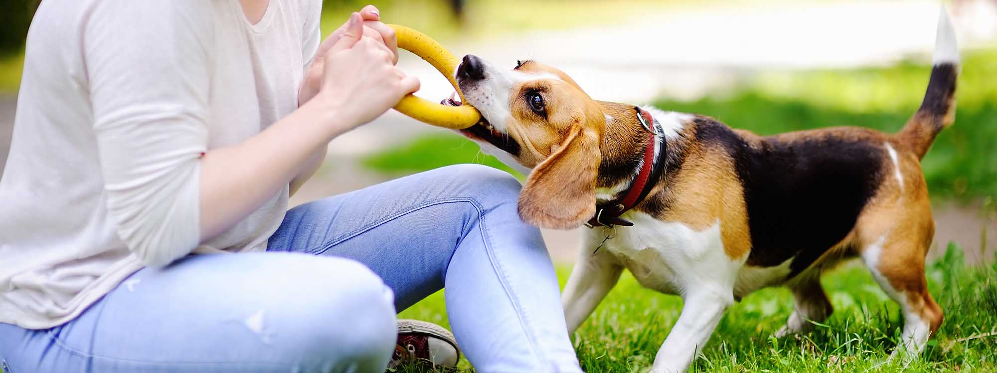 Dog playing tug