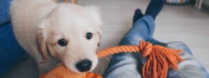 Puppy with tug toy next to owner