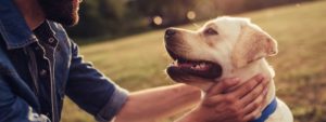 Owner petting dog