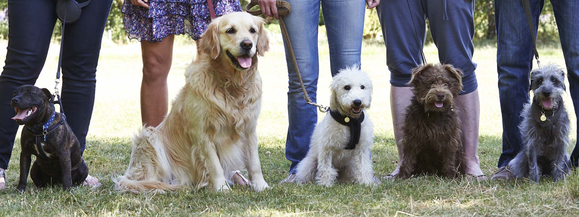 Dogs at the park