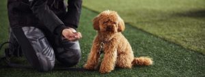 Trainer working with puppy