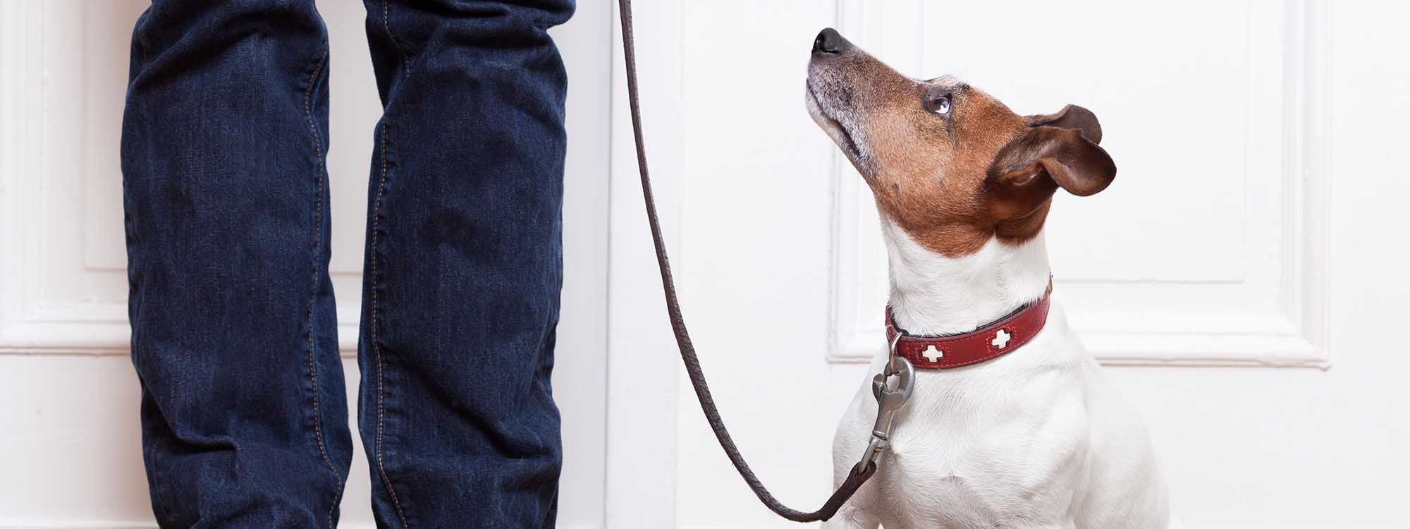 Dog waiting by owner's side