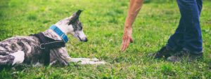 Dog trainer working with dog