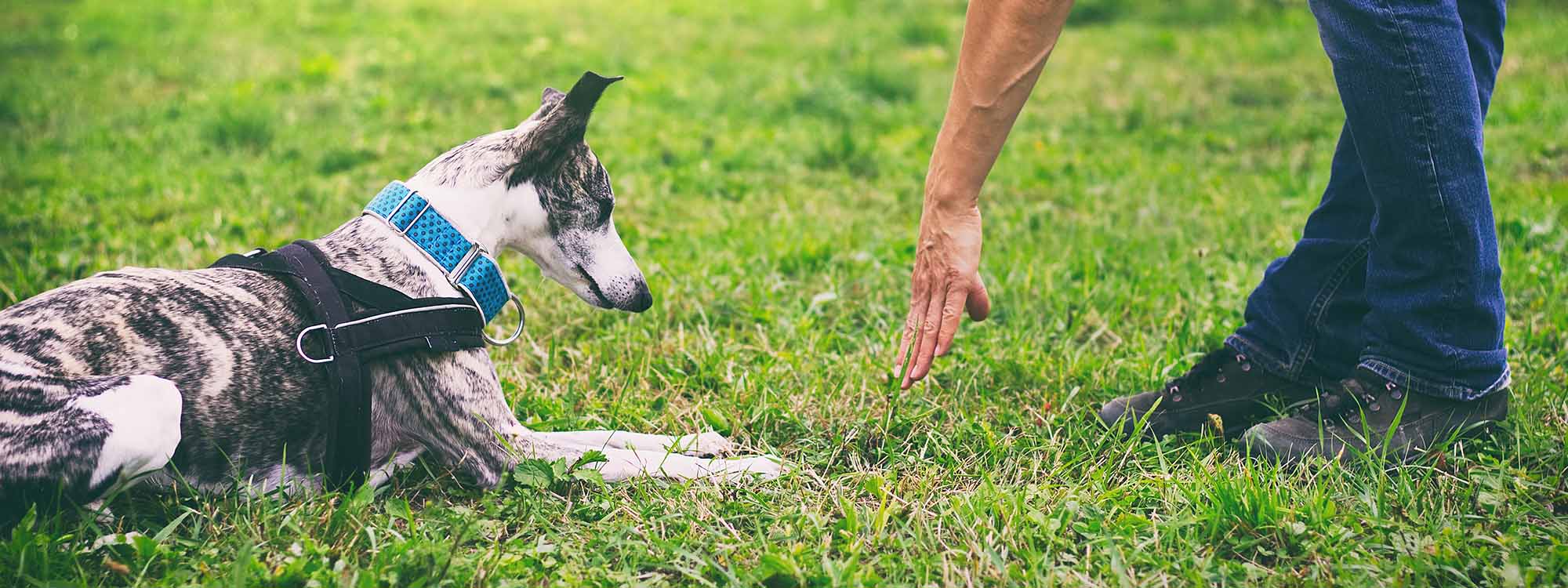 Service Dog Training