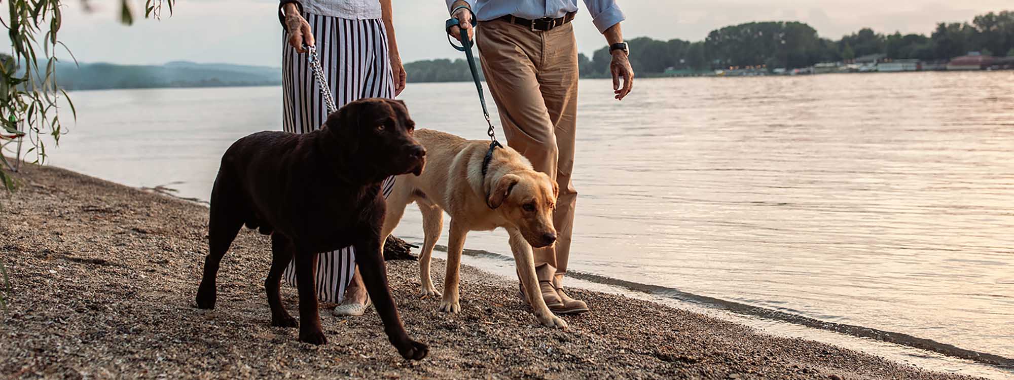 Couple walking dogs