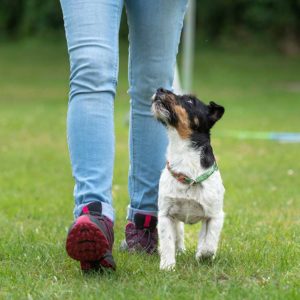 Dog walking beside trainer