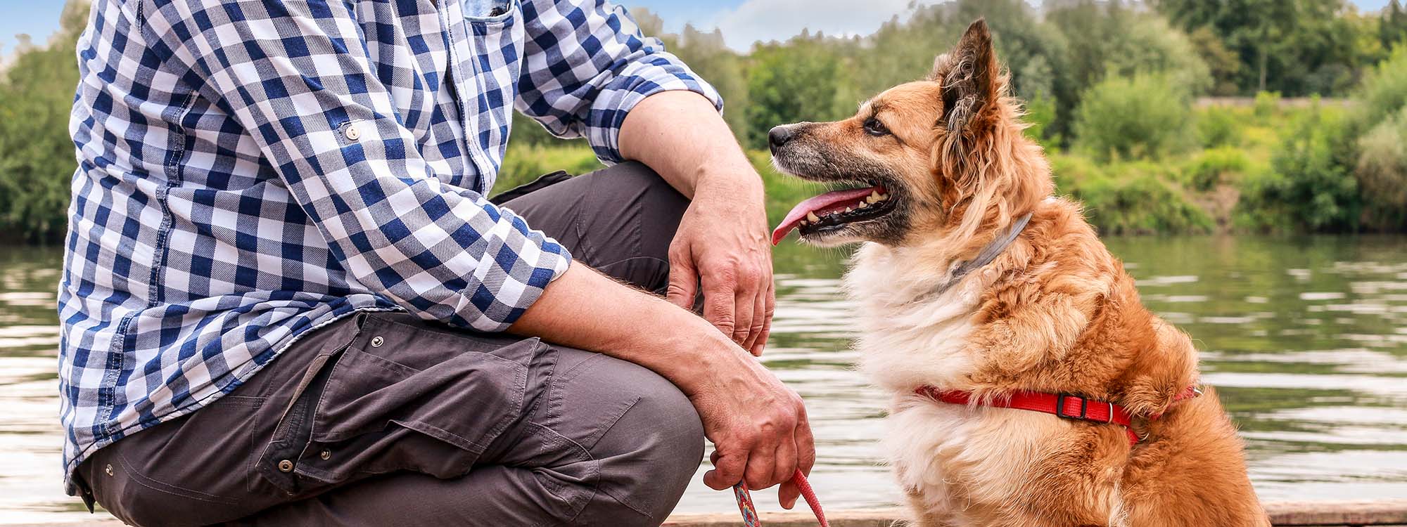 Dog sitting next to owner