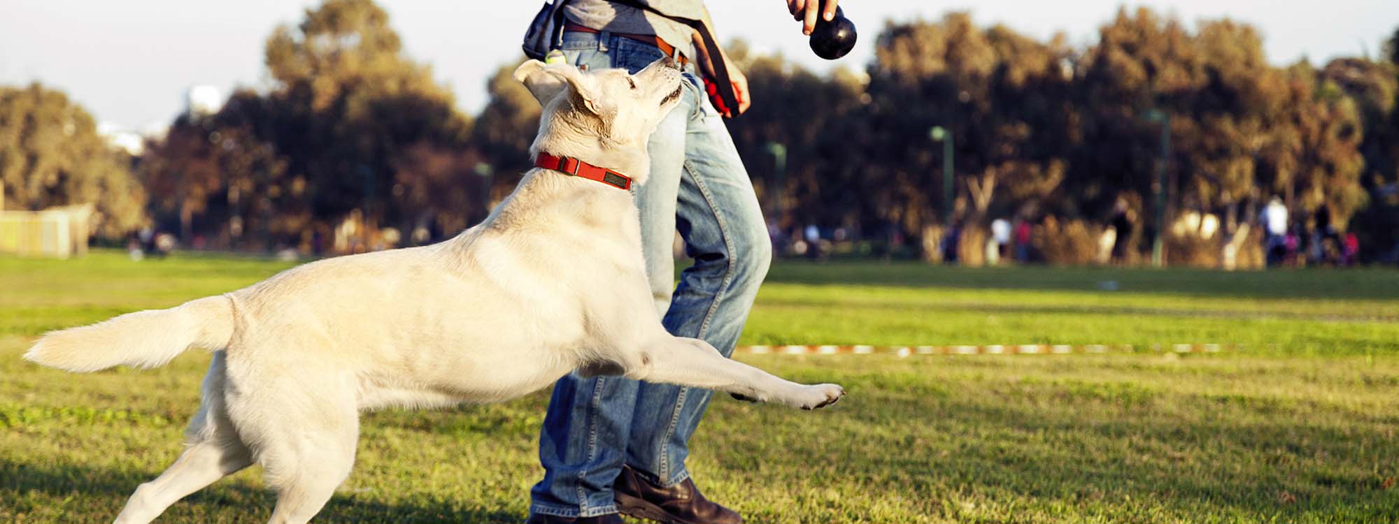 Dog playing fetch in the park