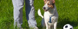 Dog at a field