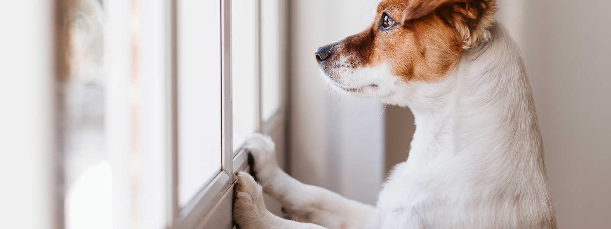 Dog looking out the window