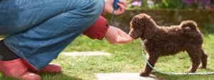 Feeding dog from hand