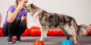 Trainer working with dog