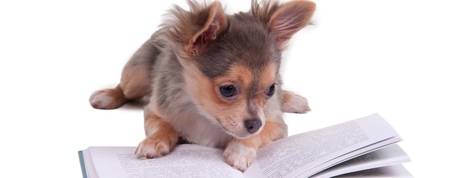 Puppy looking at book