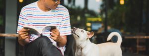 Attentive dog next to owner sitting